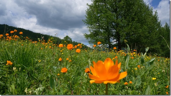 3141 Blumenwiese am Wegrand (1024x575)