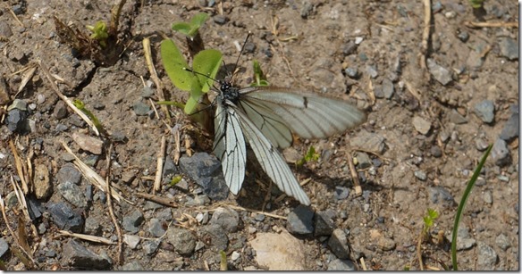 3142 Auch Kleinstlebewesen sind sehr schön  (1024x533)