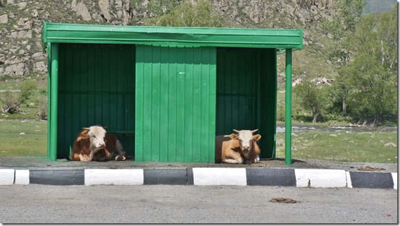 3144 Umnutzung des Buswartehäuschens  (1024x575)