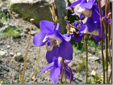 3145 Ackelei  (1024x770)