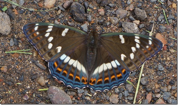 3199 Franz auf Schmetterlingsjagd  (1024x608)