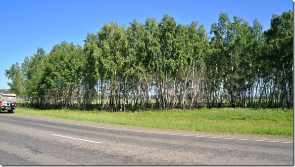 3409 Kleine Birkenwälder schmücken die Tiefebene  (1024x575)
