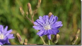 3414 Blumen in verschiedenen Farben  (1024x575)