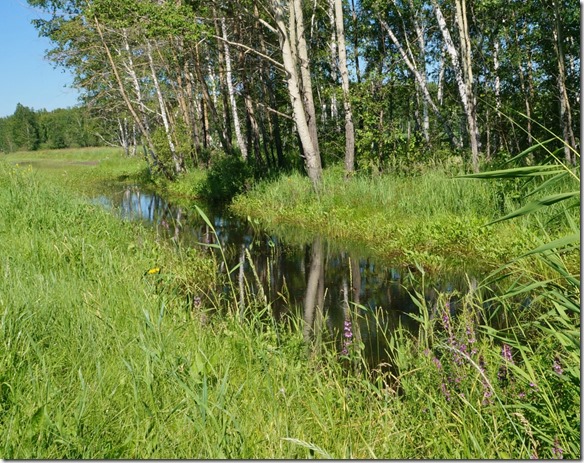 3415 Am Strassenrand sind oft sumpfige Bäche  (1024x811)