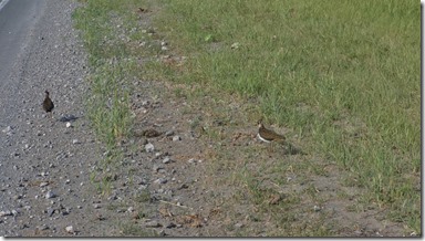 3425 Bemerkenswert die Häubchen dieser uns unbekannten Vogelart  (1024x575)