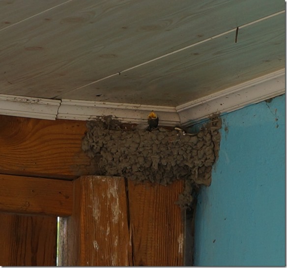 3464 Die Jungvögel sind Nimmersatt  (920x858)