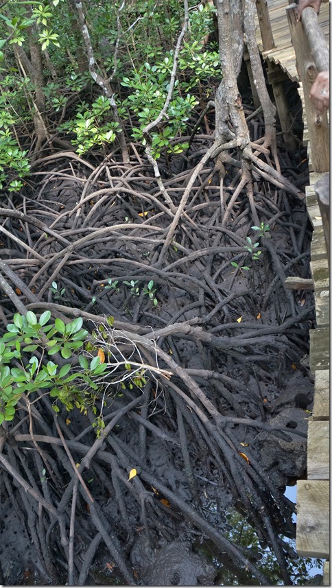 1852 Mangrovenwurzel-Wirr-Warr