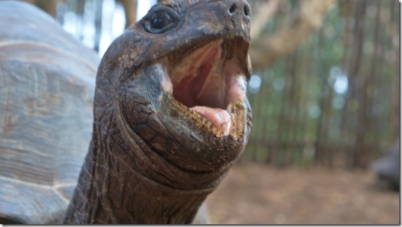 1894 ich kann auch gr&ouml;ssere St&uuml;cke abbeissen