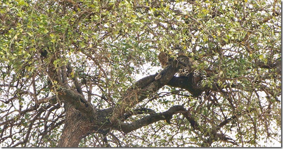 2118 plötzlich sehen wir einen Leoparden im Baum