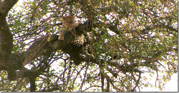 2119 wenn der nur nicht auf uns runterspringt