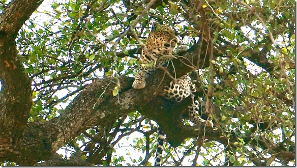 2120 er fühlt sich wohl und sicher da oben im Baum