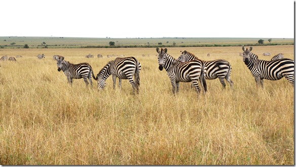 2129 nicht nur die Wildbiest's sind auf 'big emigration' sondern auch zehntausende Zebras ziehen mit ihnen