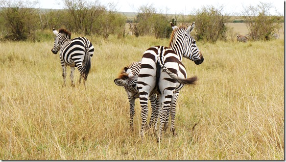 2130 während solcher Wanderschaften gibt es auch Nachwuchs