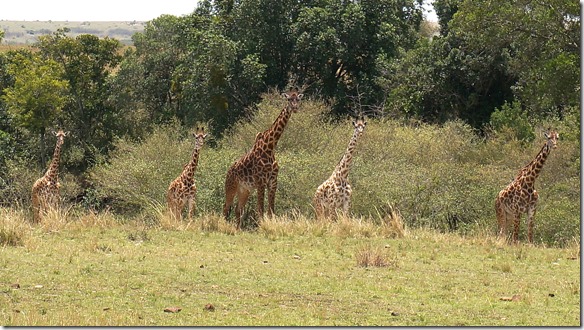 2136 hier sieht man gut den Unterschied zwischen dem weissen Comon-Giraffen und den Normalen