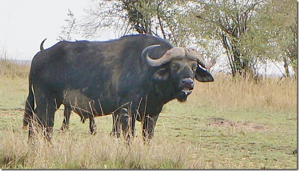 2149 mit dem ist vermutlich nicht gut Kirschen essen, denn ein Teil eines Hornes fehlt ihm bereits