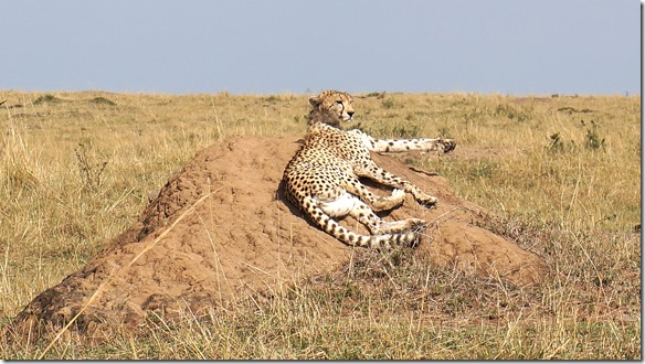 2158 ich will jetzt die Sonne genissen