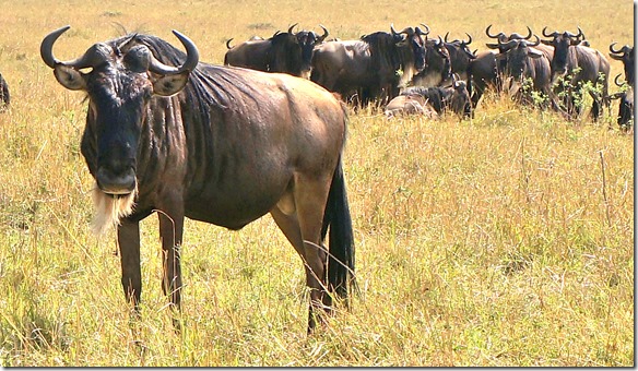 2159 ein Wildebiest-Bulle der seine Herde bewacht