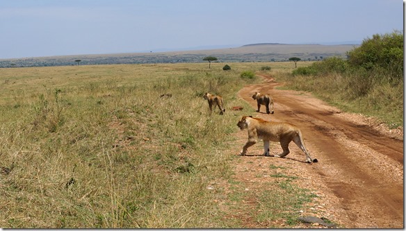 2170 so jetzt rein in die Savanne, eventuell gibt es was zum jagen