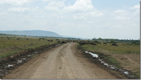 2178 Strssen und Flüsse sind kein Hinderniss für die wandernden Tiere