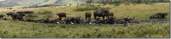 2187 Platz ist für die ganze Herde