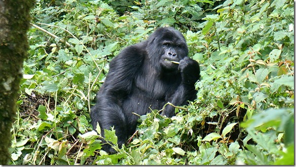 2250 A einer der das viele Futter geniesst