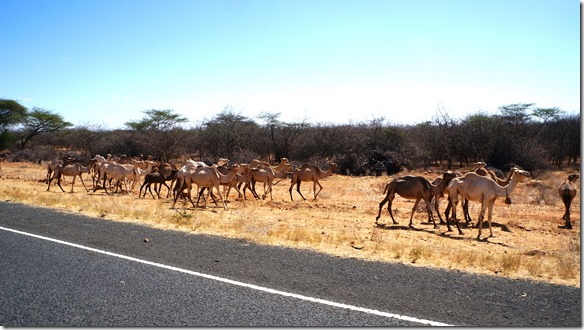 2323 Kamele auf dem Weg nach Moyale
