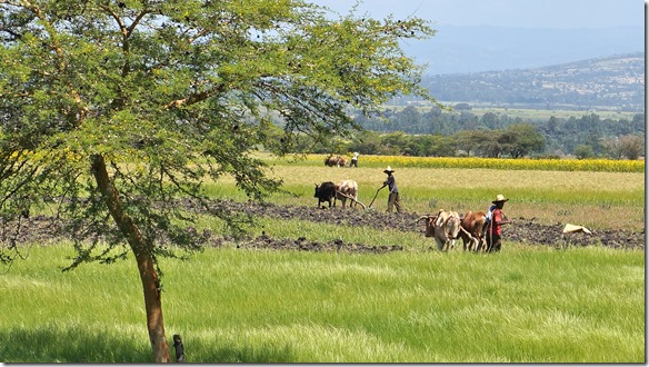 2542 hier wird noch mit dem Einscharholzpflug gepfl&uuml;gt