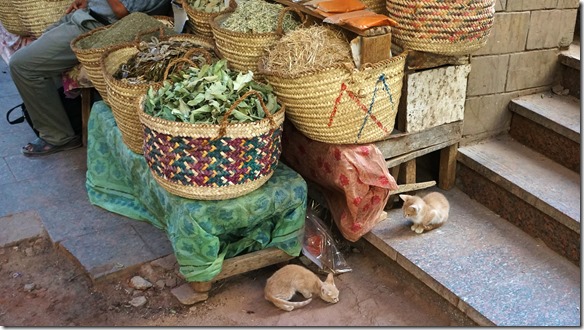 2891 die zwei Katzen genissen das Heruntergefallene