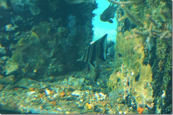 1096 diese beiden verschiedenen Fische fressen friedlich nebeneinander