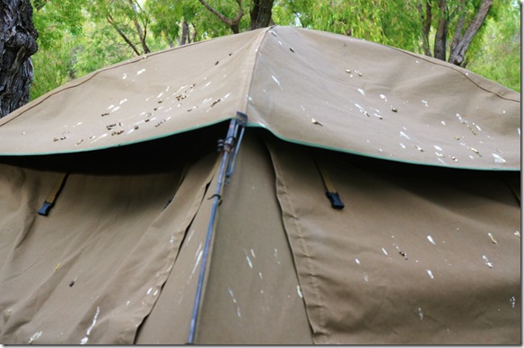 1120 nach der ersten Nacht auf dem Mandalay Camping hatten die Parrots unser Zelt mit ihrer Scheisse verwechselt