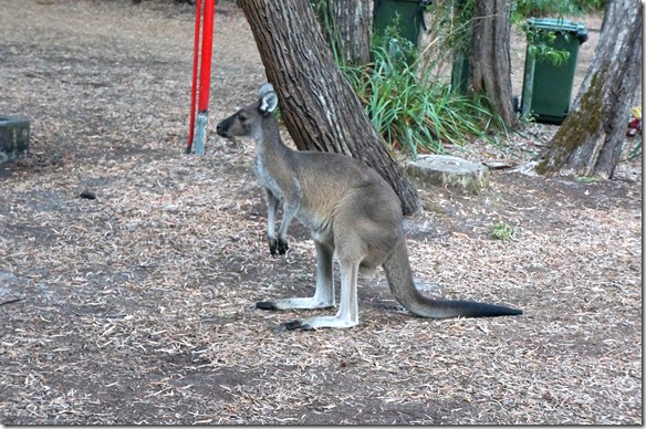 1212 auch ein K&auml;nguru streicht die ganze Zeit ums Zelt, bis ein Australier es wegjagt