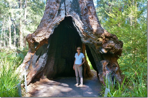1233 es sind riesege St&auml;mme die eigentlich wie auf F&uuml;ssen stehen