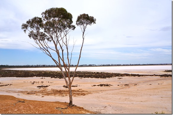 1253 wo der Salzsee das Ufer hat da w&auml;chst nichts mehr