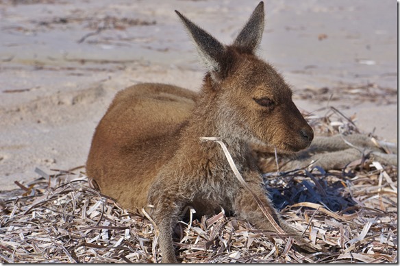 1320 die Kangroos lassen sich hier am Strand gerne Ablichten