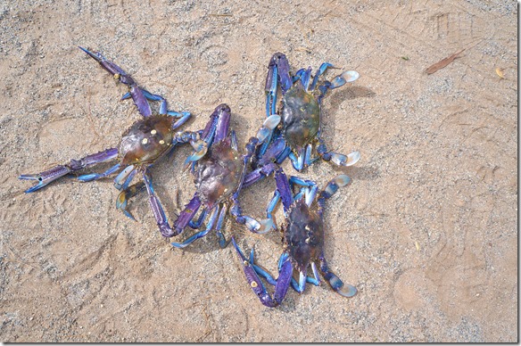 1421 dies ist die natürliche Farbe der Krabben die hier in der Ceduna Bucht gefangen werden