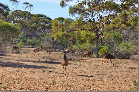 1460 eine Gruppe von Emus kommt uns auf der Lodge besuchen