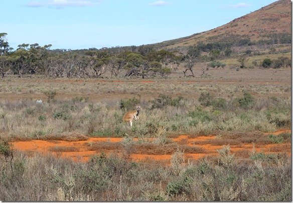 1484 ein Red-Känguru