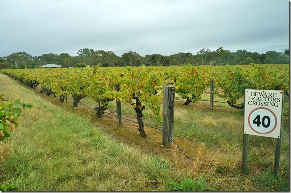1546 die Weinst&ouml;cke werden nich hochgezogen sondern werden f&uuml;r die Maschinenernte auf ca 1-1,5 Meter wachsen gelassen
