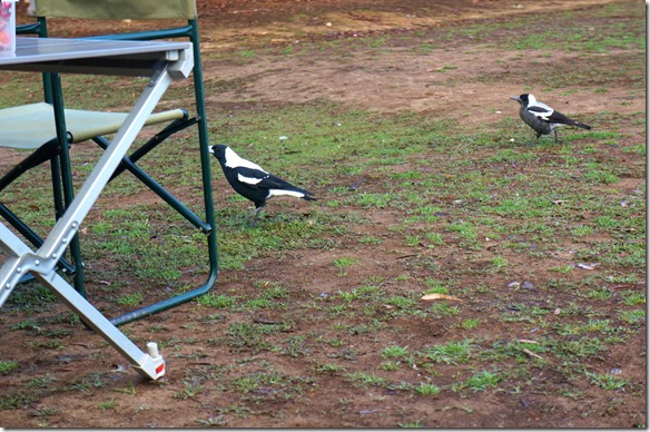 1594 diese V&ouml;gel kennen wie viele andere Tierarten keine Angst vor Menschen, sie kommen bis auf wenige cm herangeh&uuml;pft