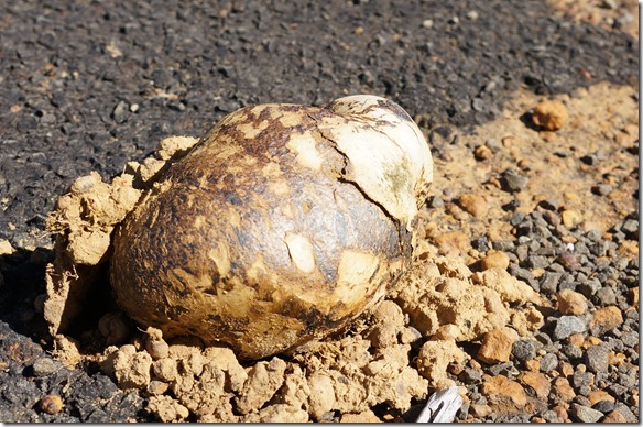 1601 er w&auml;chst zu hunderten entlang der Strassenr&auml;nder (einige sogar durch den Teer durch)