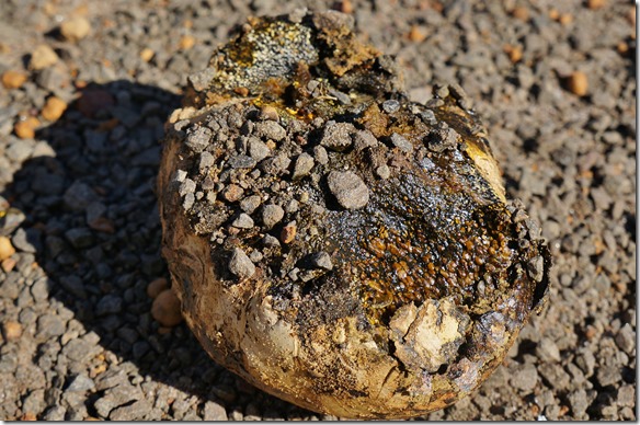 1602 Innenleben des komischen Pilzes