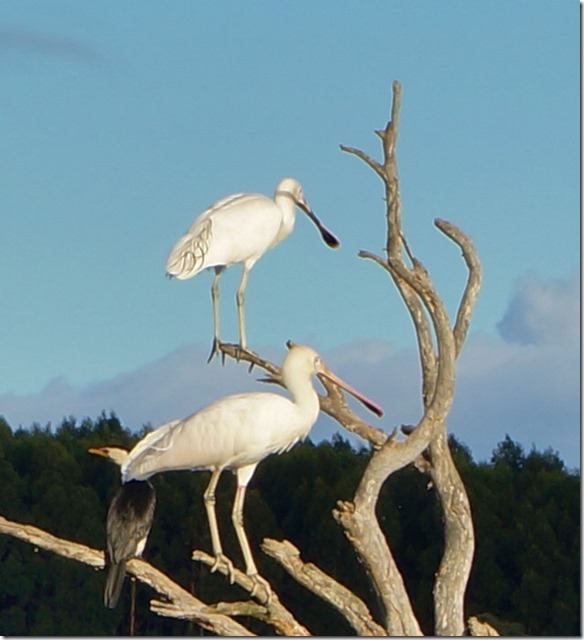 1625 sie haben komische Schn&auml;bel