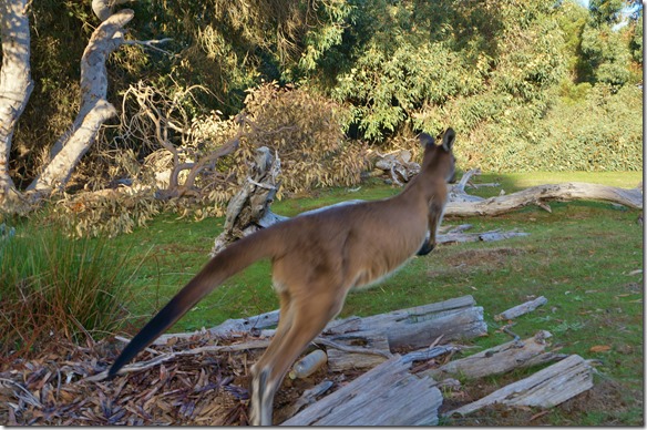 1631 mit einem Riesensatz zur&uuml;ck in den Busch = Sicherheit