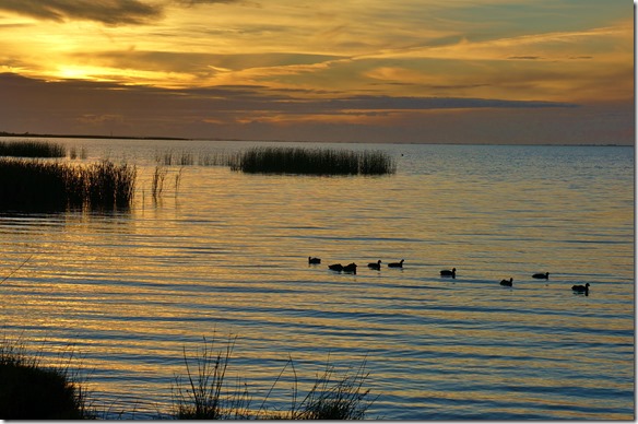 1649 die Taucherli geniessen die letzten Sonnenstrahlen