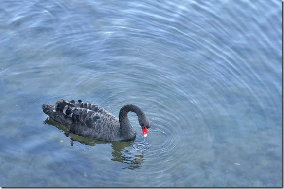 1837 schwarz aber sonst gleich wie die Wessen 