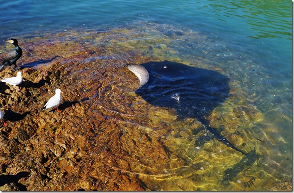1859 jetzt zieht er ab mit seinem Happen