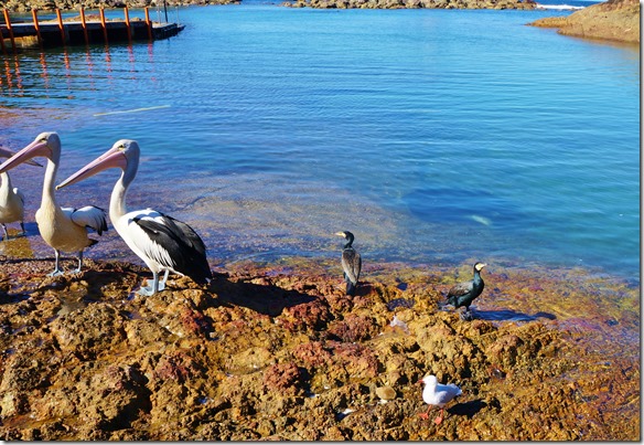 1860 auch alle V&ouml;gel warten ob sie was zu fressen kriegen