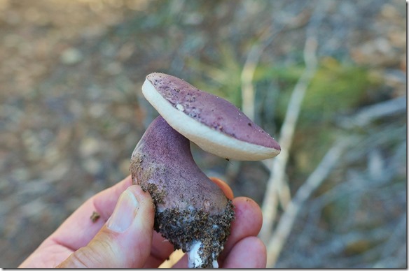 1867 ein R&ouml;hrling (unbekannt f&uuml;r mich) gewachsen auf einem Termitenh&uuml;gel