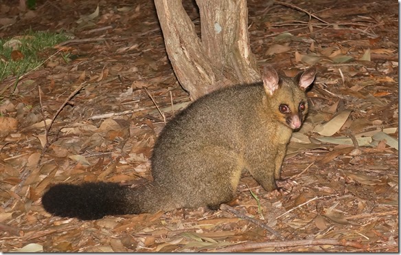 1873 ein Possum besucht uns mit seiner Familie w&auml;hrend des Nachtessens auf dem Campingplatz in Ulladulla