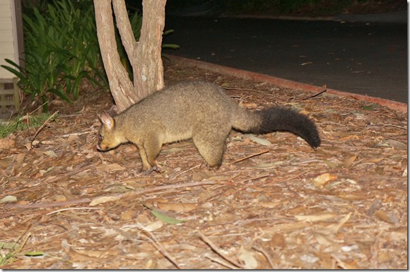 1875 von uns gibt es nichts zum Fressen, darum m&uuml;ssen sie f&uuml;r Futter graben